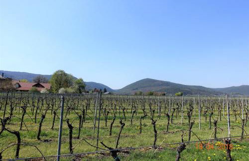 Phönix aus der Asche - Foto 28