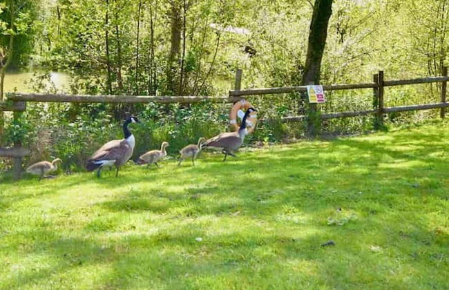 Carpenters Lodge the Perfect dog Friendly Retreat - Foto 24