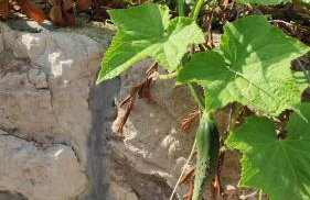 Apartmani Andric - Foto 58