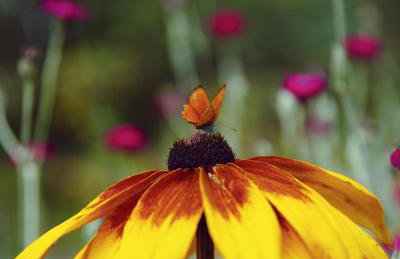 Przystanek Zielnik - Foto 15