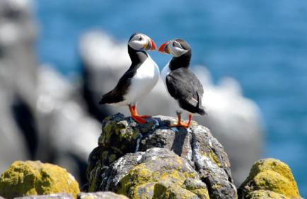 Where Families Reconnect And Dogs Truly Belong - Foto 28