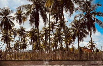 7 ESTRELAS PATACHO - Foto 2