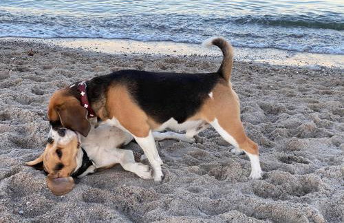 Ferienhaus Seemöwe - Foto 49