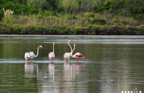 VH CostaBlanca - FONDA - Photo 51