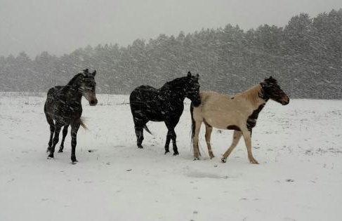 Agroturystyka Polana Harmonii - Foto 29