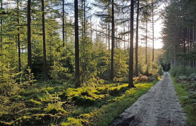 1 bedroom House in Voorthuizen with swimming pool and garden - Photo 19