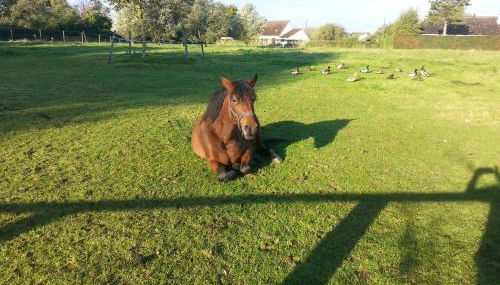 La becassine - Foto 5