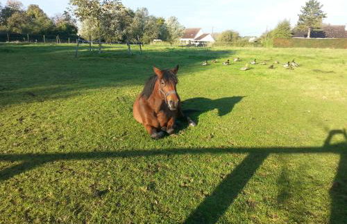 La becassine - Foto 5