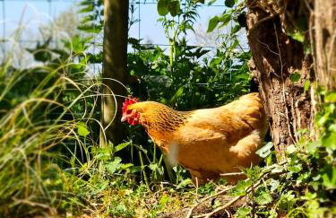 The Byre At Springbank - Foto 40