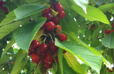 Agriturismo Tenuta Le Sorgive - Foto 81