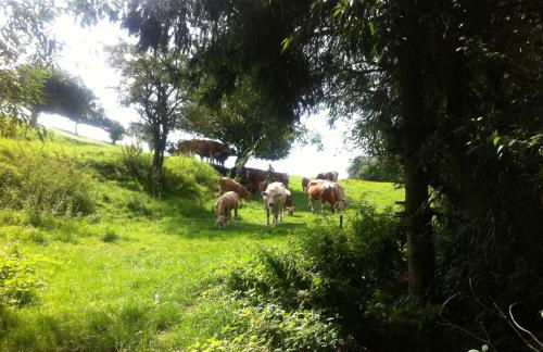 Haus Auenland - Foto 30