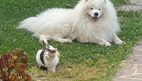 Villa Aiali - Foto 5