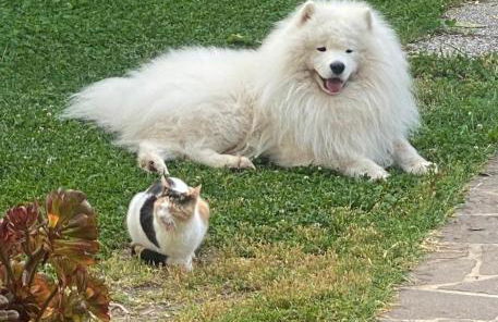 Villa Aiali - Foto 5