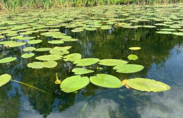 Dobrostan Domek w Naturze - Foto 40