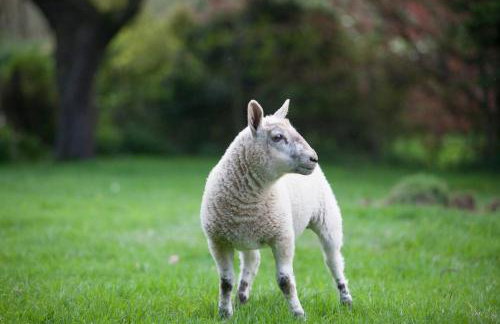 Grigshot Apartment - Foto 40