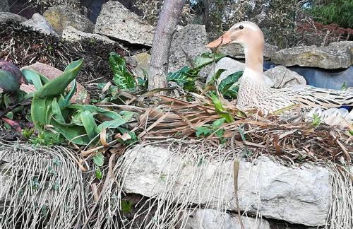 Ferienhof"WaldEsel Rippersroda" - Foto 49