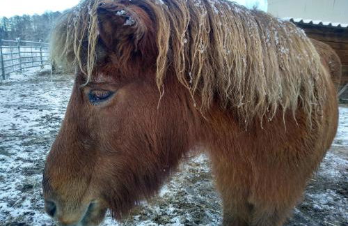 FeWo „Zum Napoleonstein“ - Foto 56