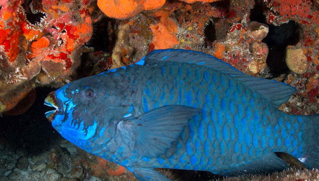 Discovering Cancun's biodiversity