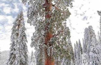 Sweet getaway in private Giant Sequoia Grove! - Foto 42