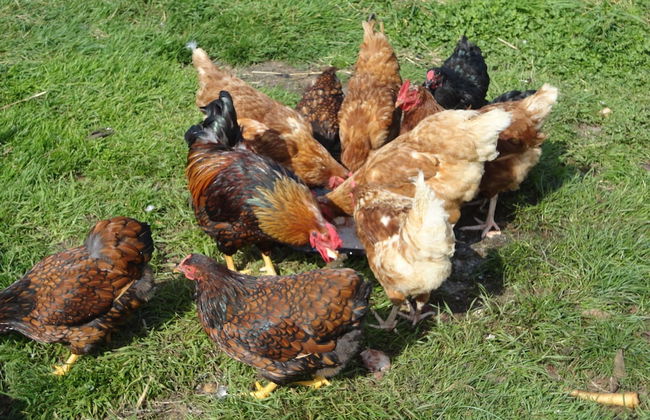 Frankaborough Farm Holiday Cottages - Photo 66