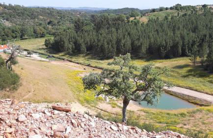 Gecko Pego Longo - Foto 35