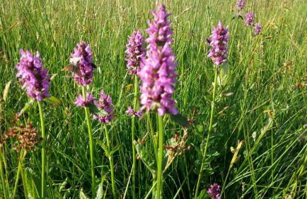 Ferienhof Olbasee - Foto 47