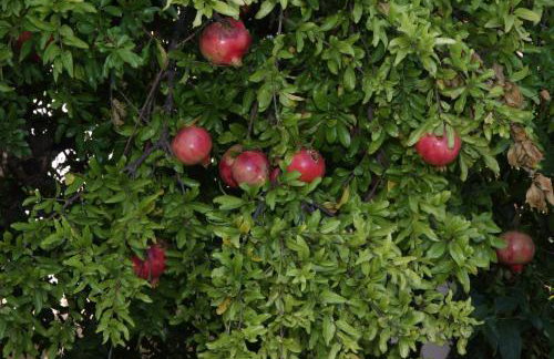 Aloe & Lotus Villas - Foto 14