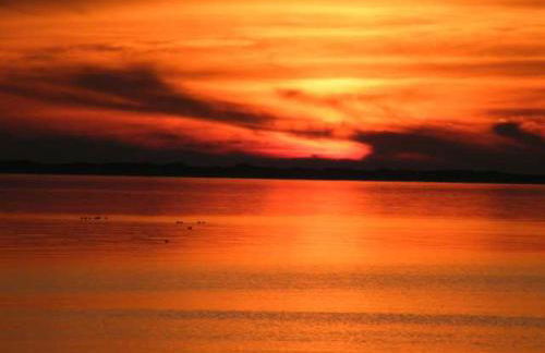 Midlum Zaunkönig - Foto 15