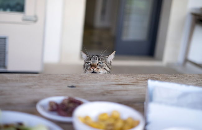 Masseria Prosperi - Photo 50