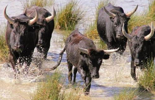 Charmant appartement au calme situé en Camargue - Foto 9