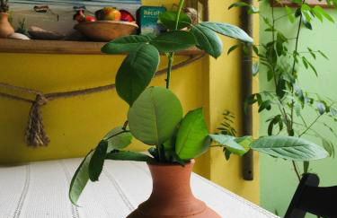 Rancho Caiçara - Photo 49