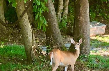 Riverfront House in Harpers Ferry - Foto 31