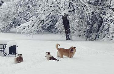 U Ewy pod Brzozami - Foto 6