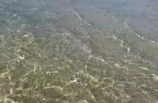 Flamboyant - Foto 15