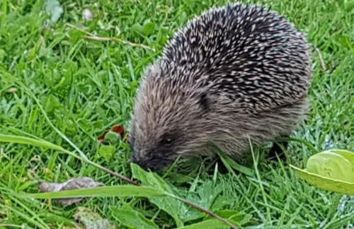 Morgan's Rest - Foto 6