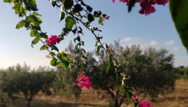 Al Profumo di Zagare - Foto 4