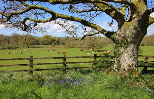 David's Organic Farm Wales - Foto 15