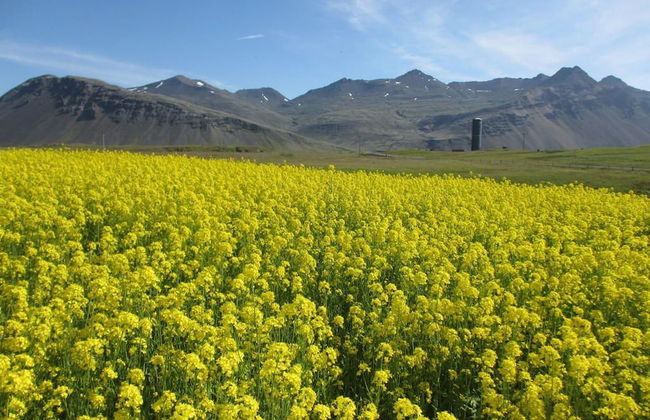 Ártún Apartment - In Hofn - Photo 27