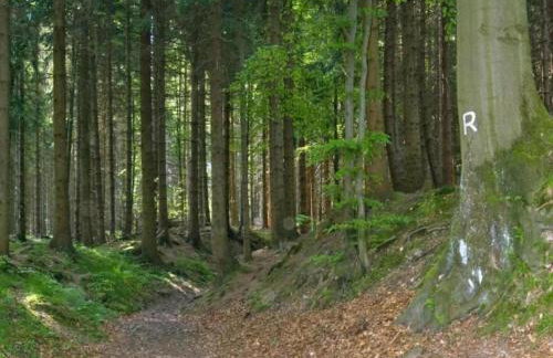 Ferienhaus in Altenfeld Thuringen mit Garten - Foto 36