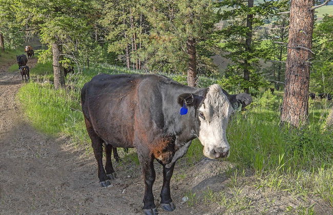 Cosmos Cabin at Eden Valley - Foto 39