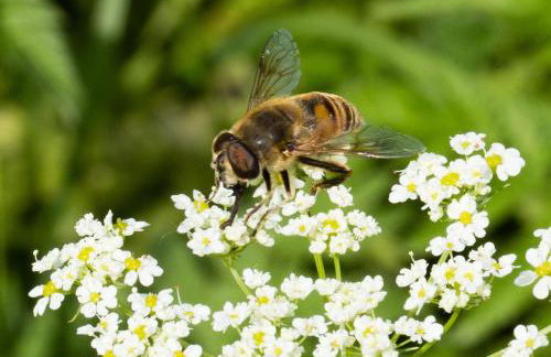 Gites L'épilobe - Foto 13