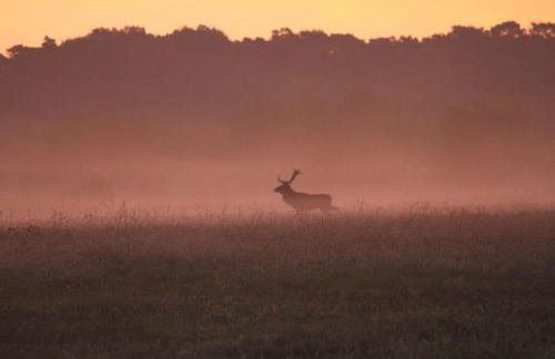 Le refuge de Chambord - Photo 31