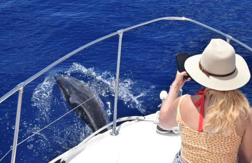 Sea view flat in Casa Teixeira Calheta Madeira - Foto 36