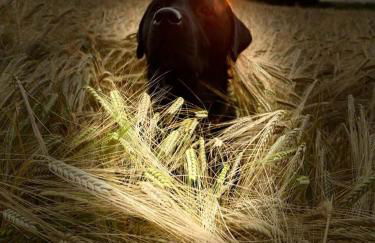 Gardener's Cottage - Foto 18