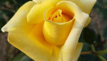 Barchessa Da Rio - Foto 3