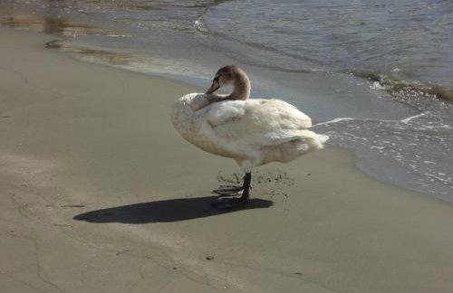 Cozy Citrus Garden House by the Seaside. - Photo 31