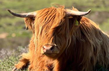 Bonnie Brae Croft Bothies - Foto 48