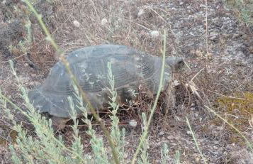 Villa Jolies - Foto 66