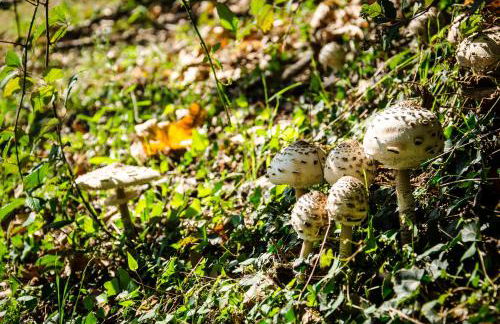 AnMa Cottages Sole Lago - Foto 42