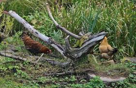 Romantic barn with sauna - Foto 12